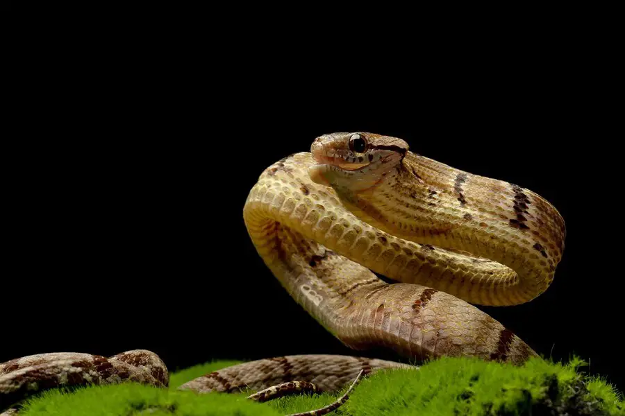 Do Snakes Yawn Ball Python?