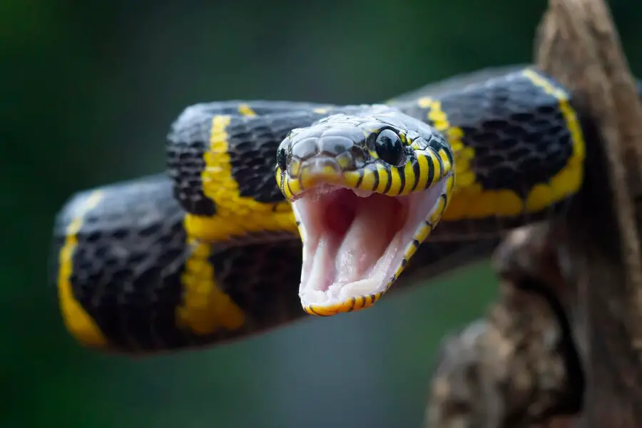 How do ball pythons see