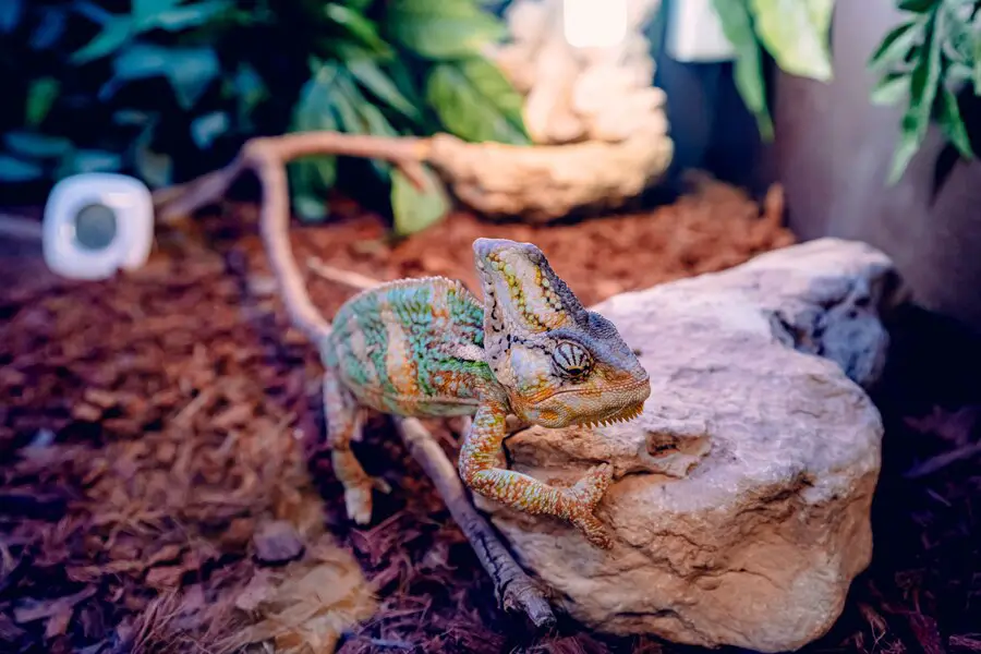 are bearded dragons smart