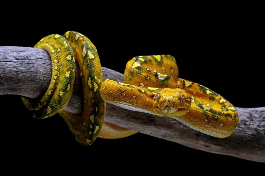 banana ball python care