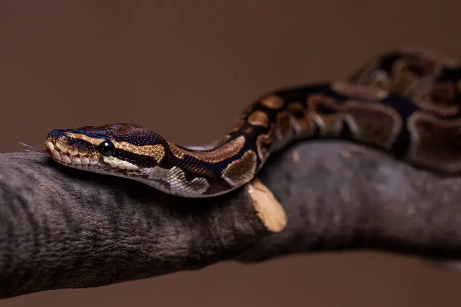 how to take care of a ball python