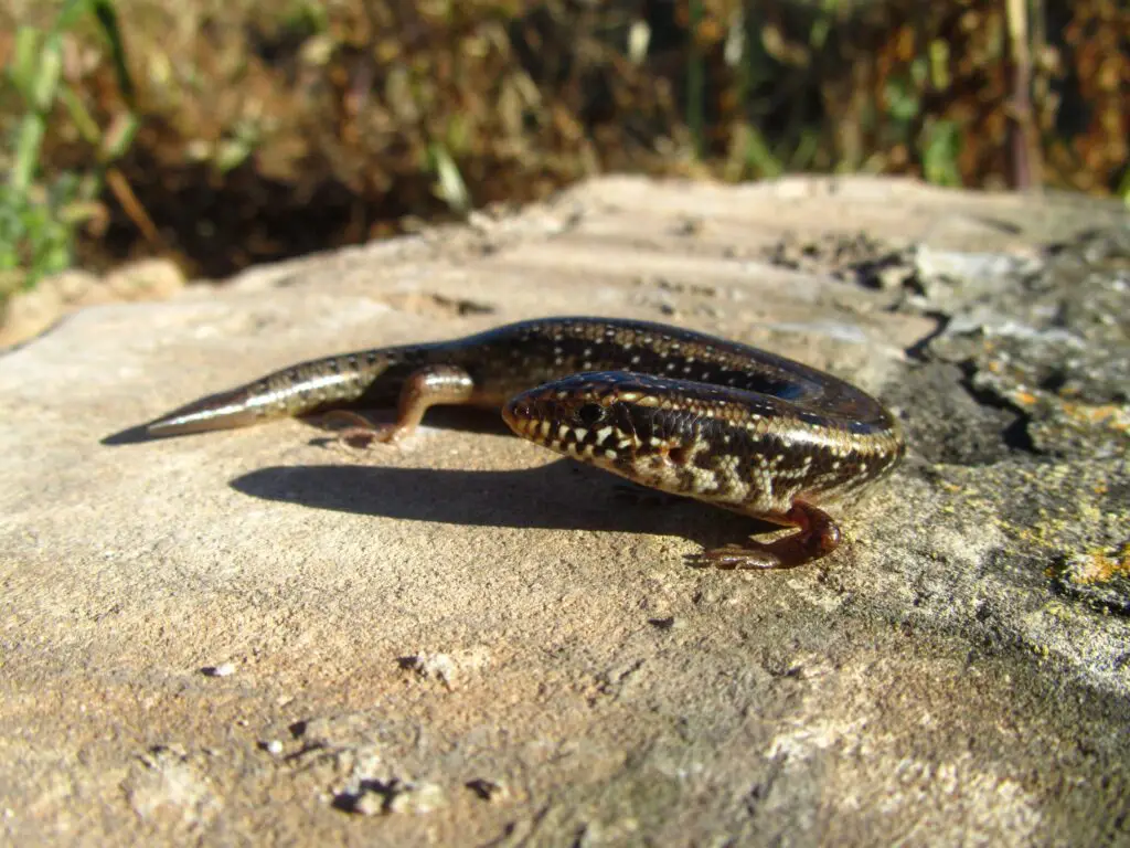 Meet the Ridge Tail Monitor: Species Overview and Care Guide