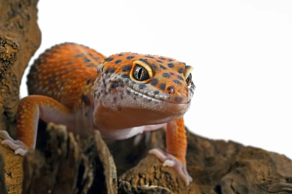 All About Red Ackie Monitor: Care and Characteristics