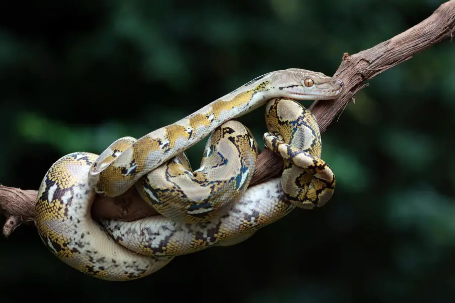 Are ball pythons invasive in Florida