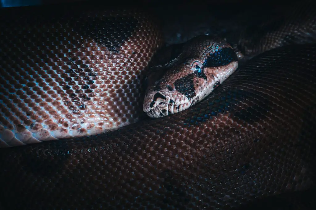 Black rat snake care sheet