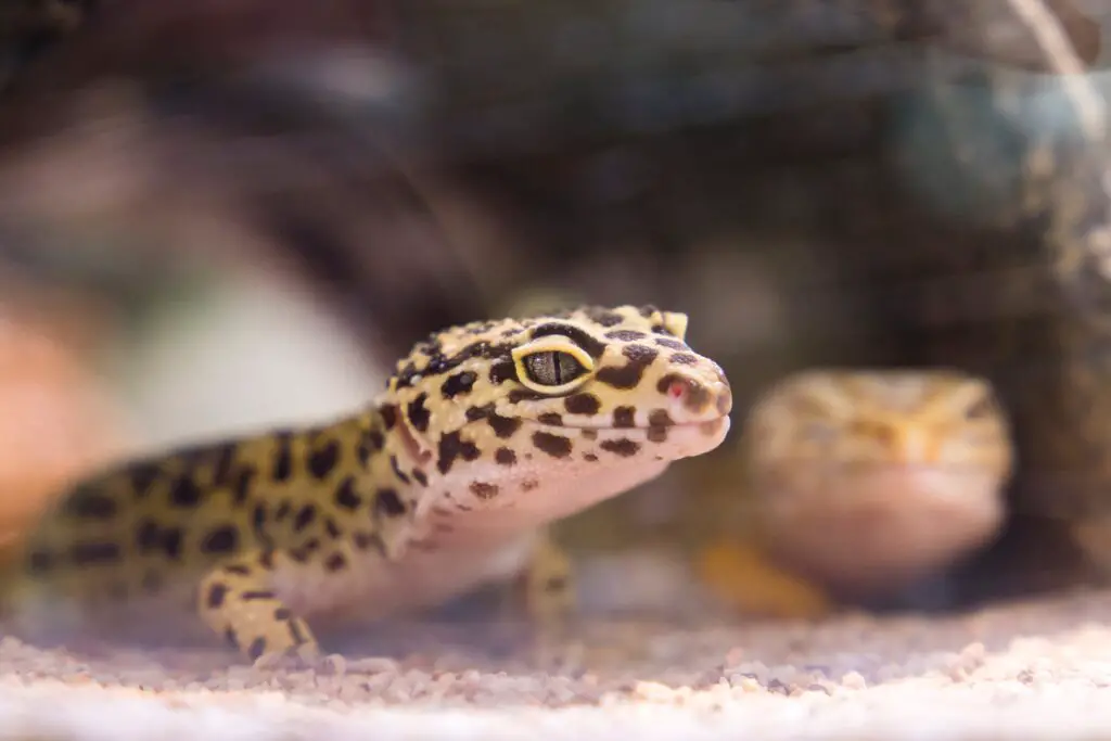 Mourning Gecko Care Sheet