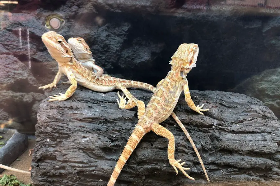 Can Bearded Dragons Drop Their Tails?
