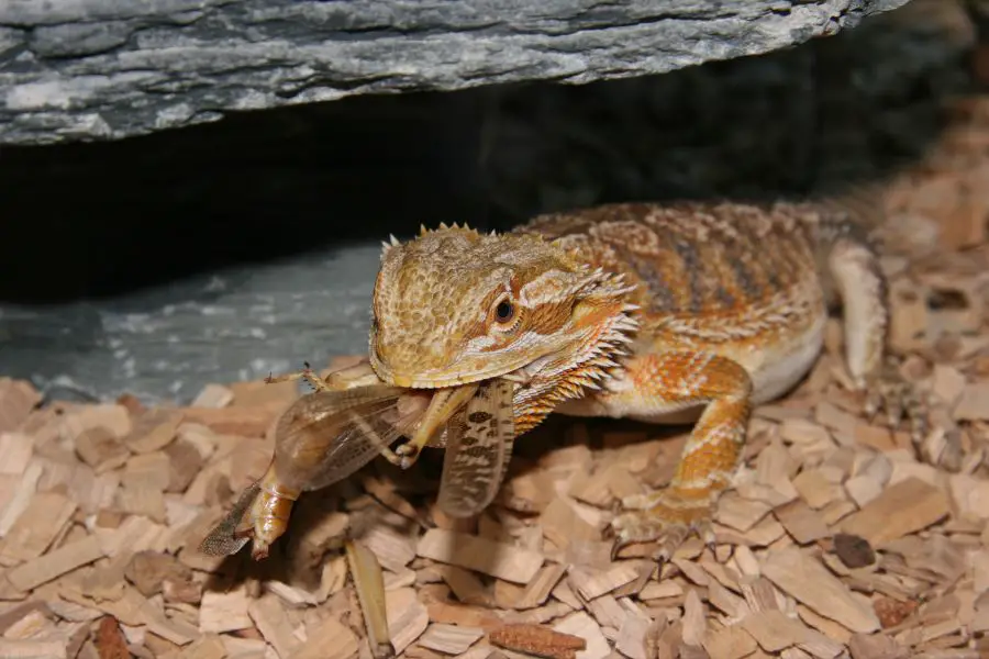 Can Bearded Dragons Eat Beetles?