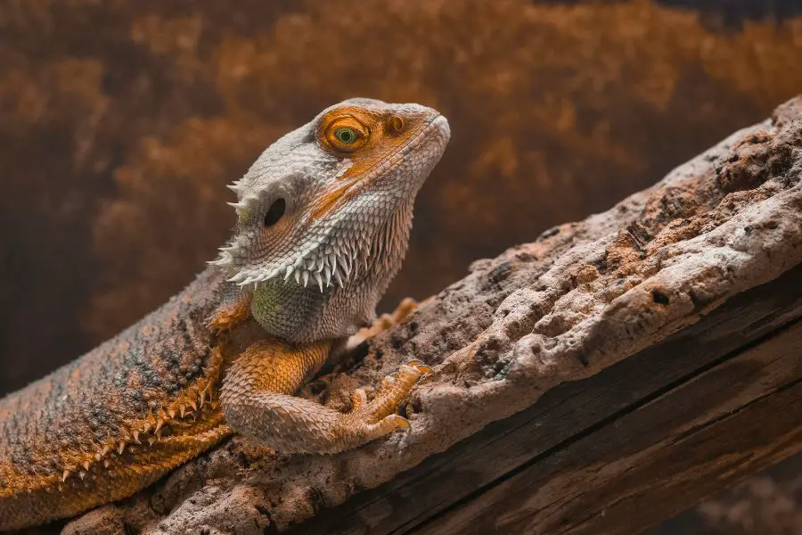 can bearded dragons eat beetsroot?
