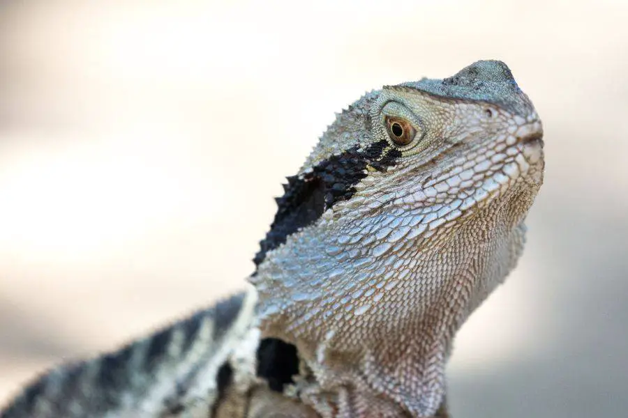 Can Bearded Dragons Eat Dill?