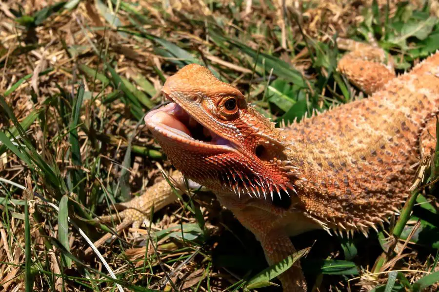 Can Bearded Dragons Eat Flies?