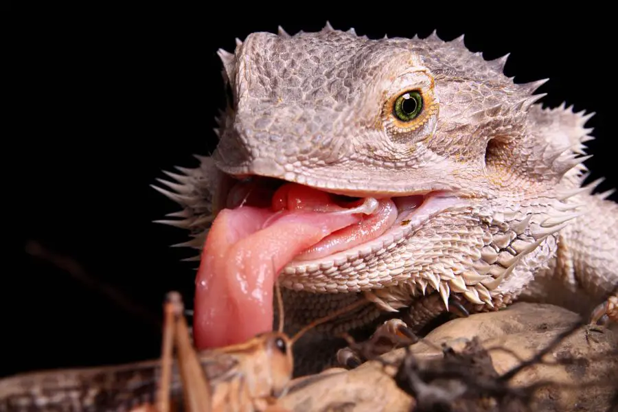 Can Bearded Dragons Eat Grasshoppers?