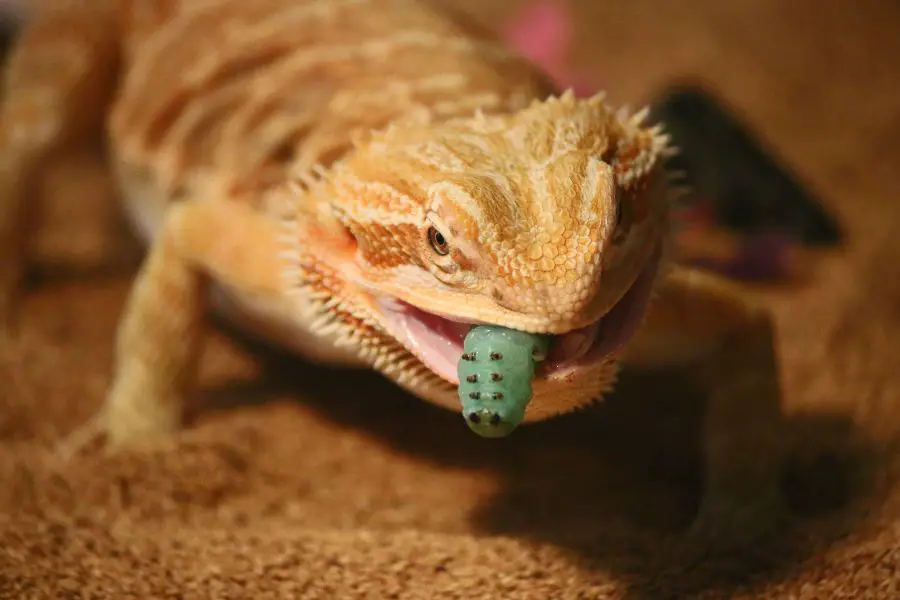Can bearded dragons eat mint
