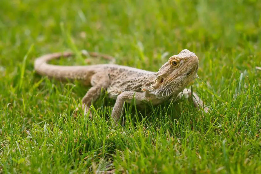 Can bearded dragons eat potatoes