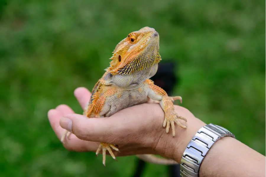 Can Bearded Dragons Have Cherries?