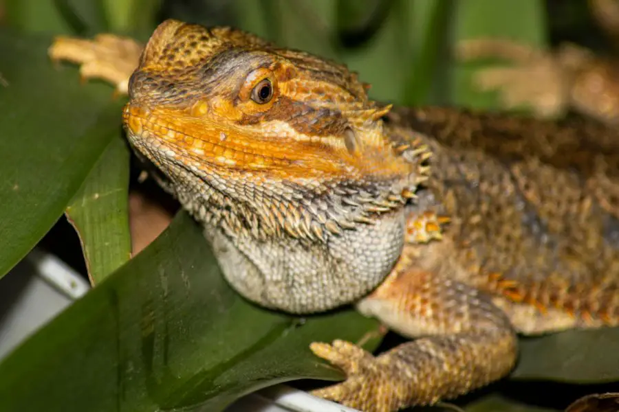 How far can bearded dragons see