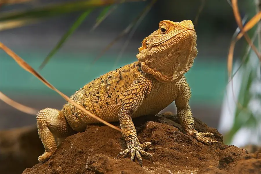 How To Tell If Your Bearded Dragon Is Dying?