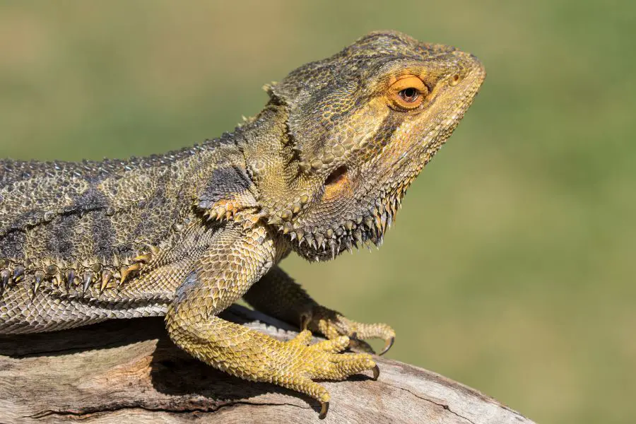 What Does It Mean When a Bearded Dragon Waves?