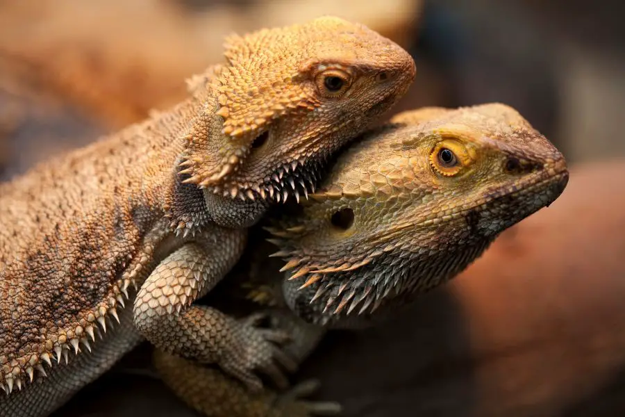 When it is Bearded Dragon Mating Season?