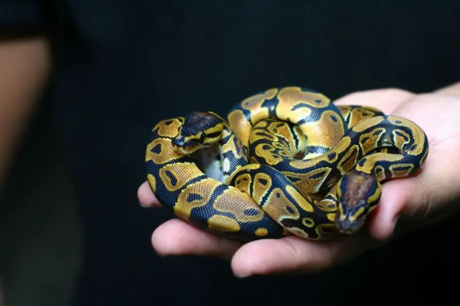 Why Are Ball Pythons so Friendly?