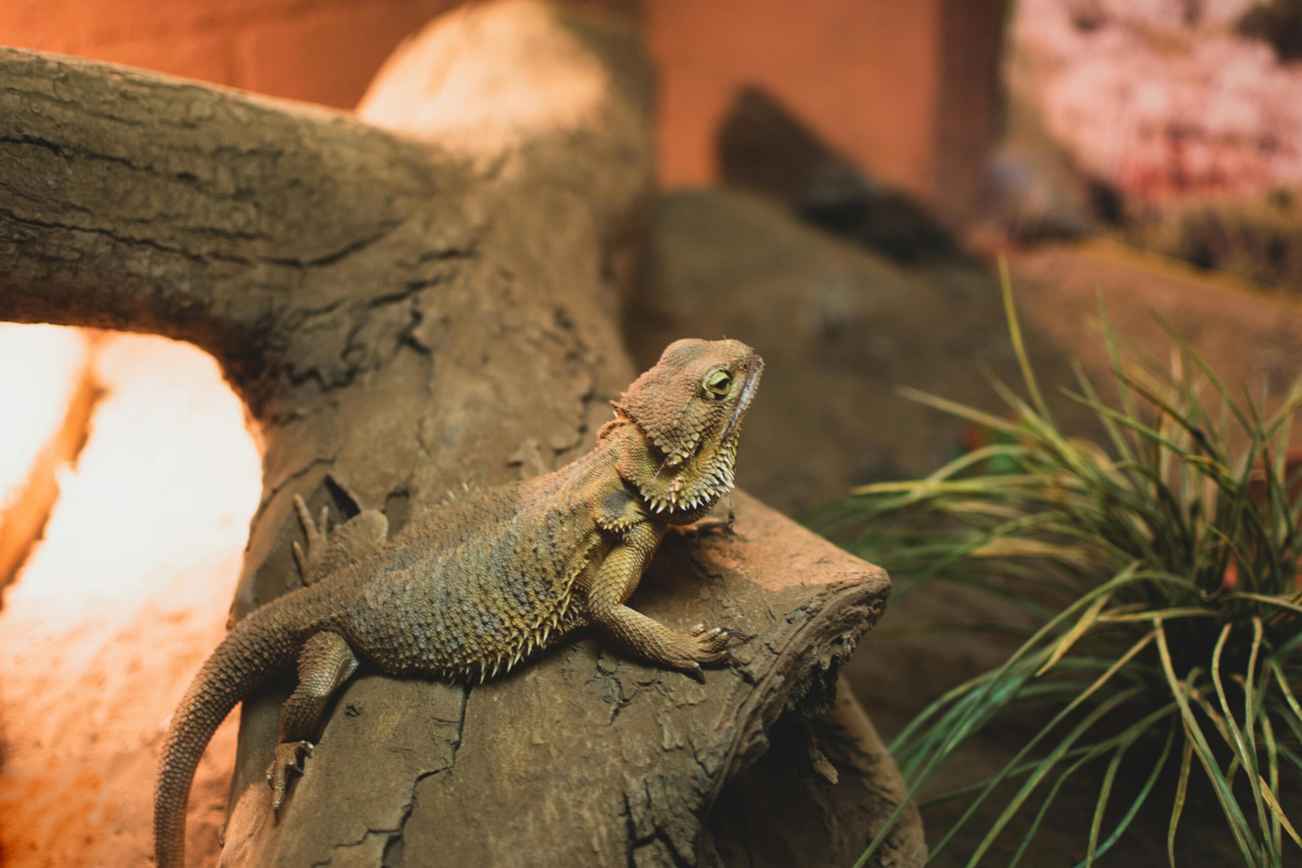 How Long Can Bearded Dragons Go Without Water?