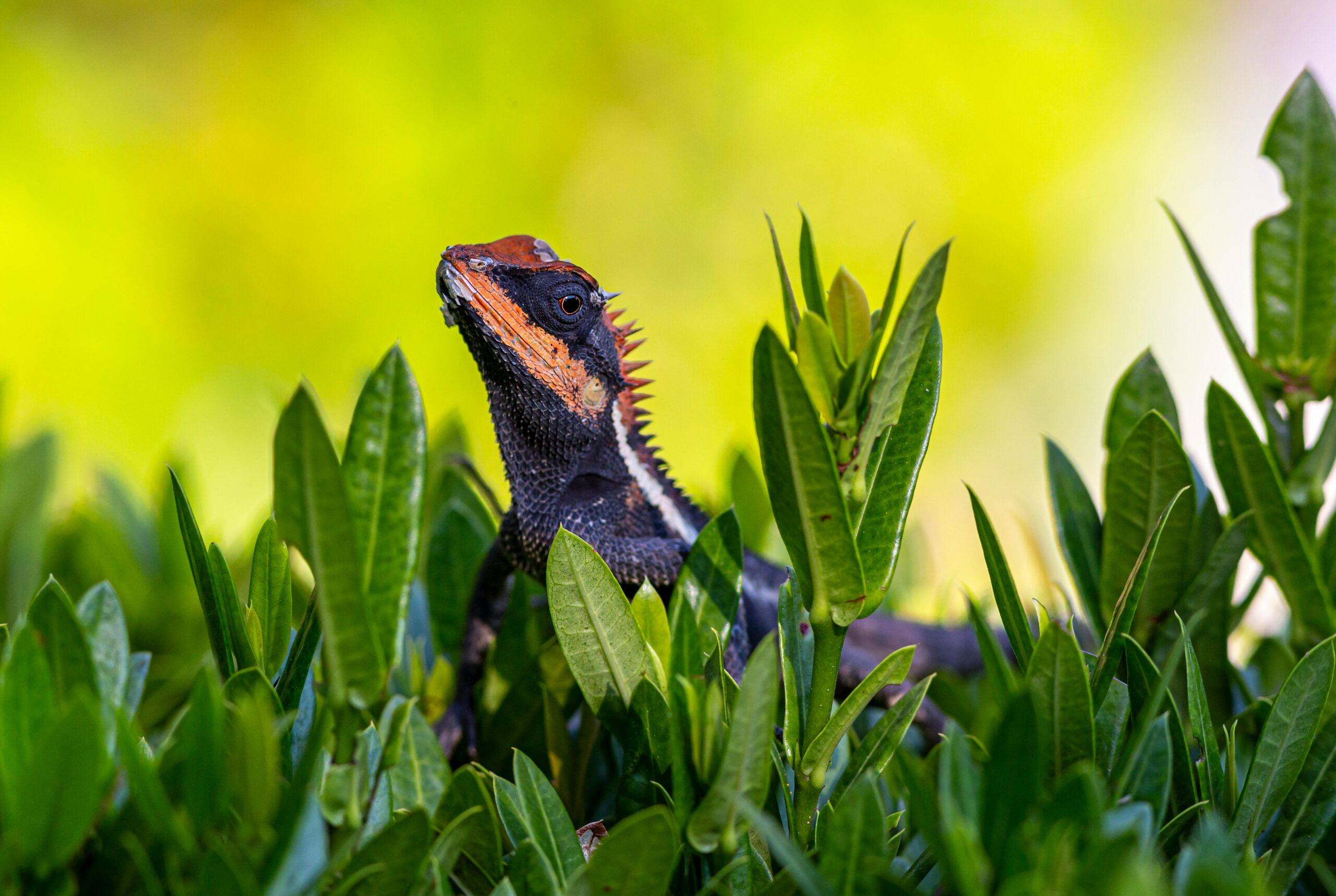 Can Bearded Dragons Eat Mint?