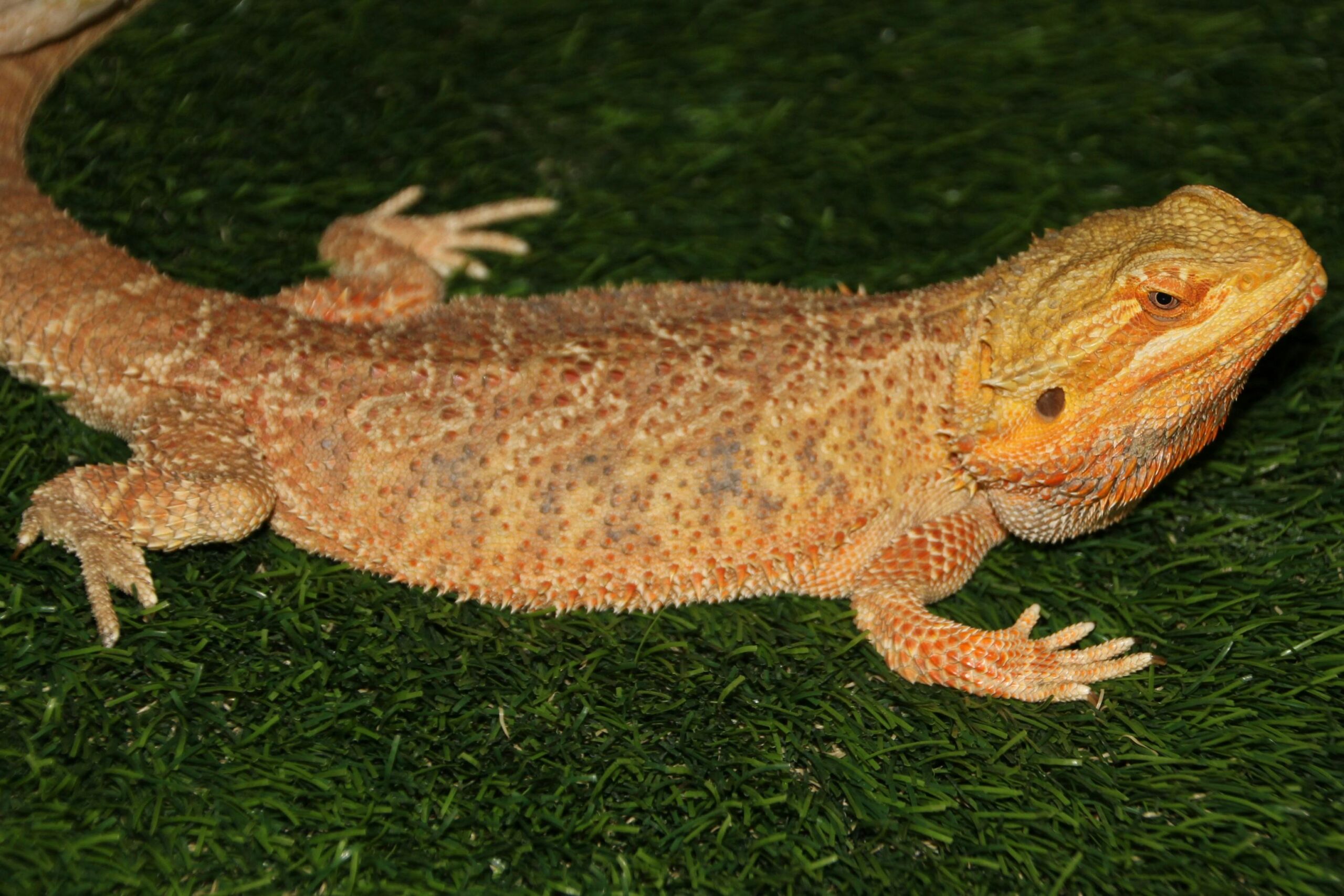 Can Bearded Dragons Eat Ants?