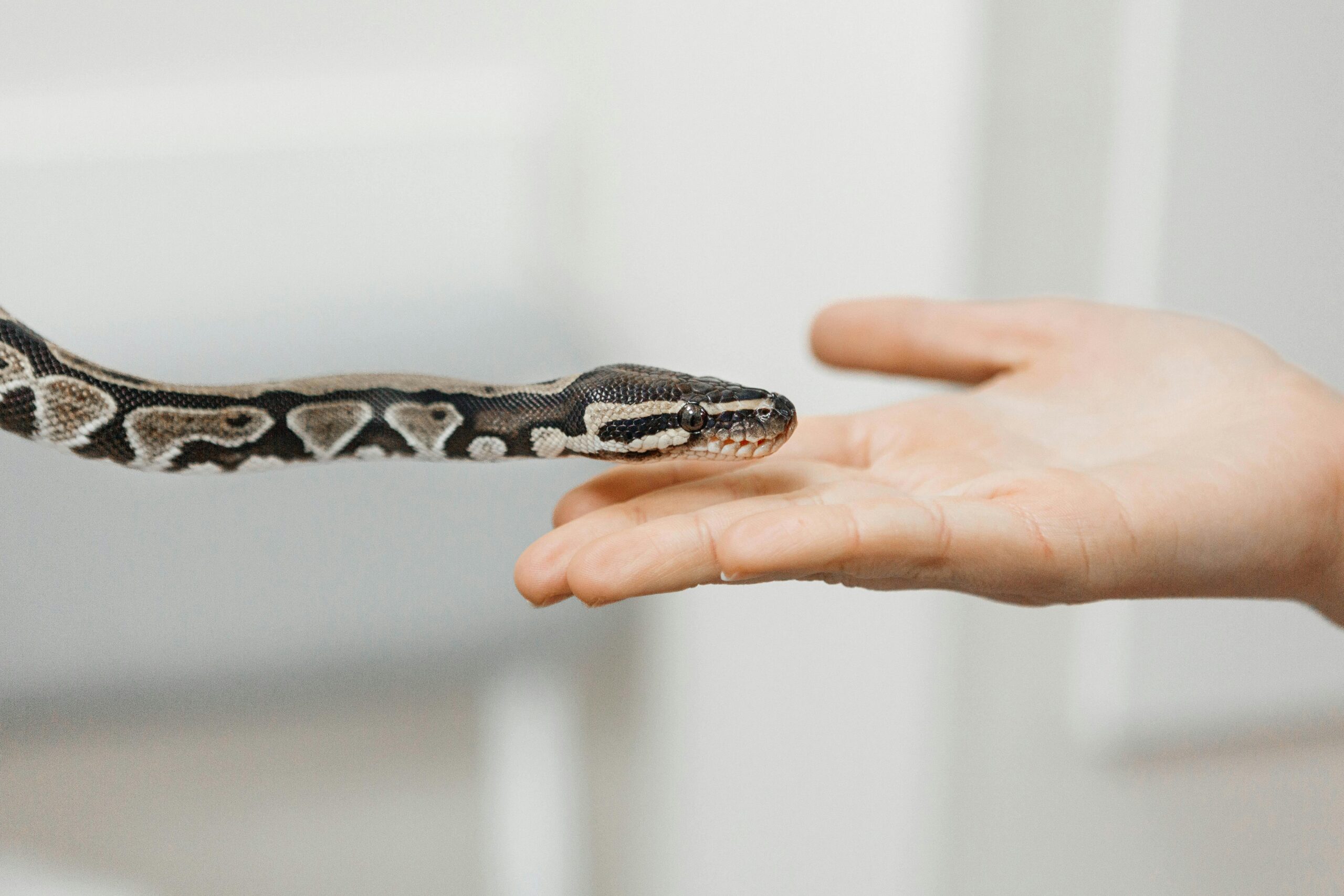 Milk snake care sheet