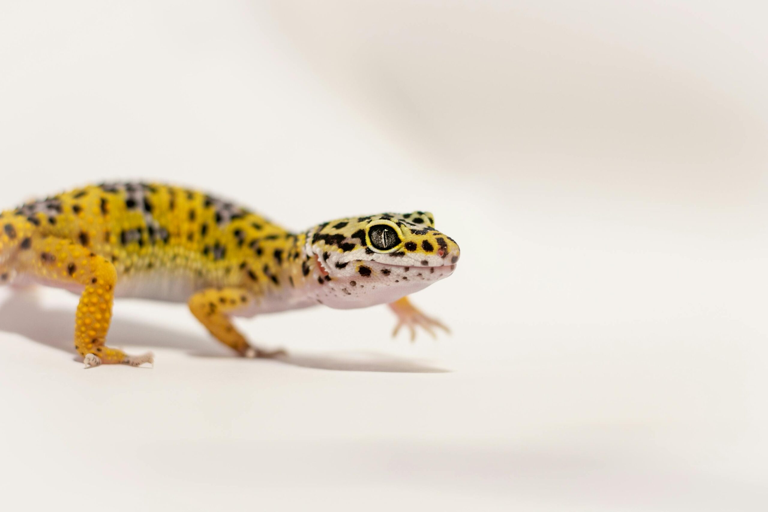 Leopard Gecko Care Sheet