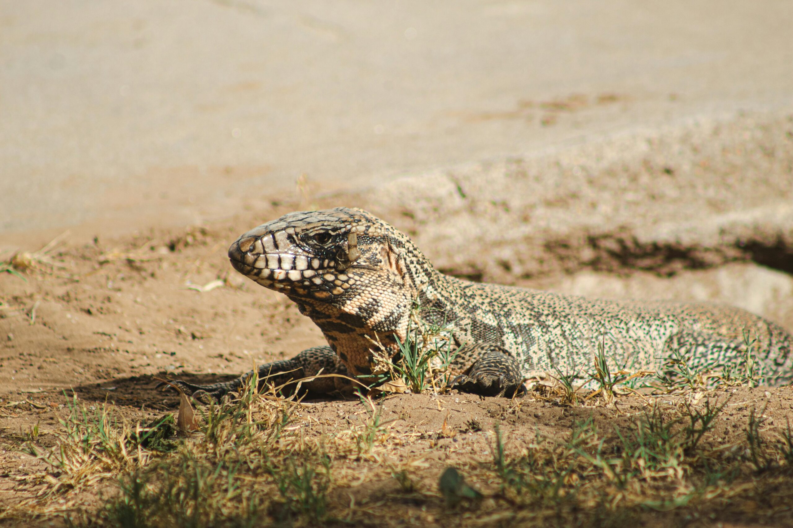 Tegu Care