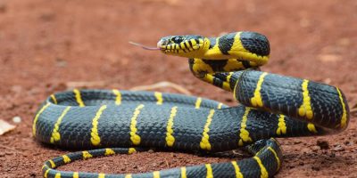 What Is The Best Bedding For Ball Pythons?