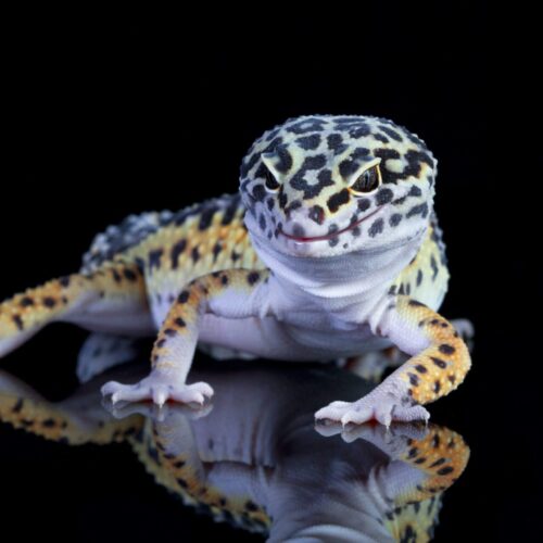 Ackie Monitor Lifespan Success Stories: Real-Life Experiences from Pet Owners