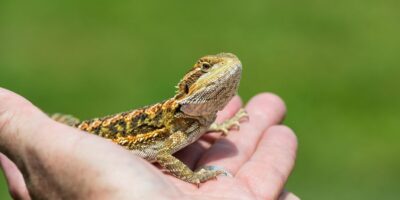 Are Bearded Dragons Solitary?