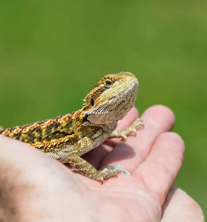 Are Bearded Dragons Solitary?
