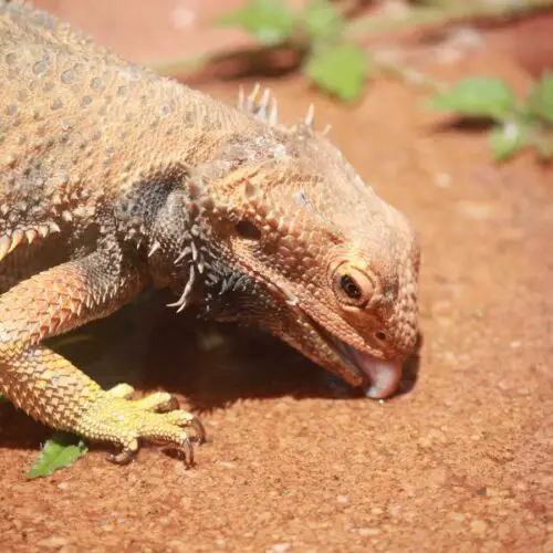 Can Bearded Dragons Eat Ants?