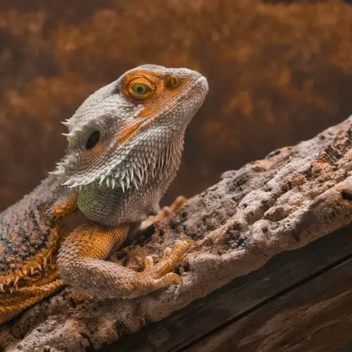 can bearded dragons eat beetsroot?