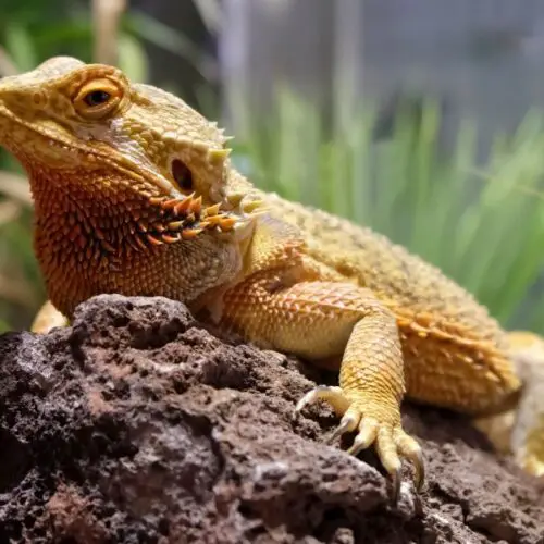 Can Bearded Dragons Eat Bok Choy?