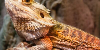Can Bearded Dragons Eat Honeydew?