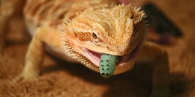 Can Bearded Dragons Eat Mint?