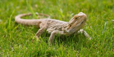 Can Bearded Dragons Eat Potatoes?