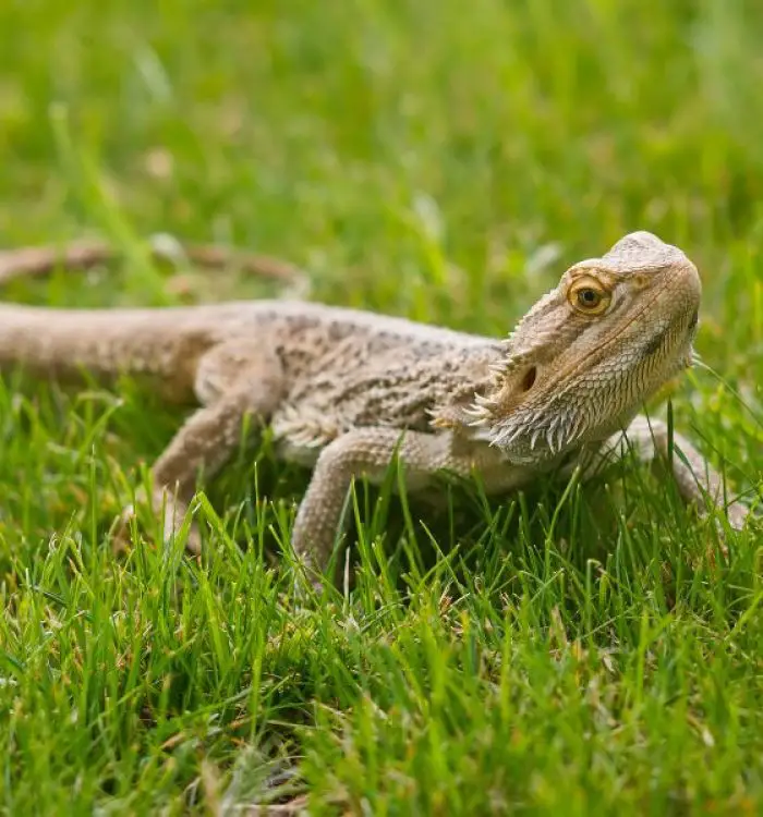 Can Bearded Dragons Eat Potatoes?