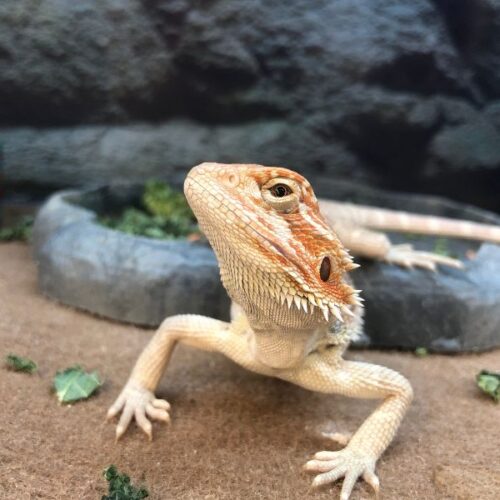 Do Bearded Dragons Drink Water Through Their Skin?
