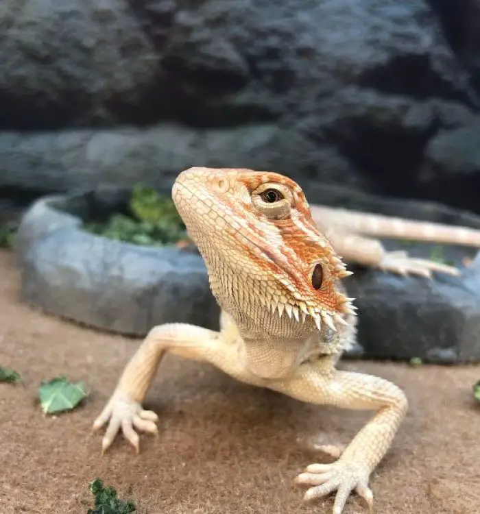 Do Bearded Dragons Drink Water Through Their Skin?