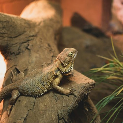 How Long Can Bearded Dragons Go Without Water?