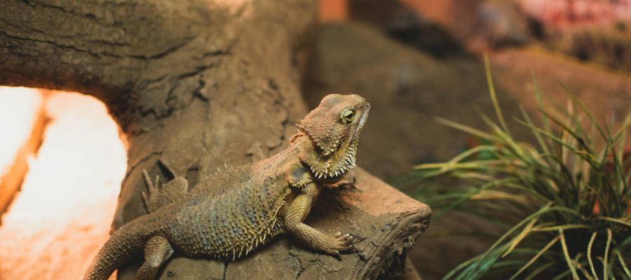 Can Bearded Dragons Eat Honeydew?