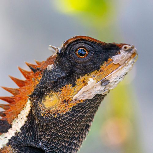 Can Bearded Dragons Eat Rolly Pollies? 