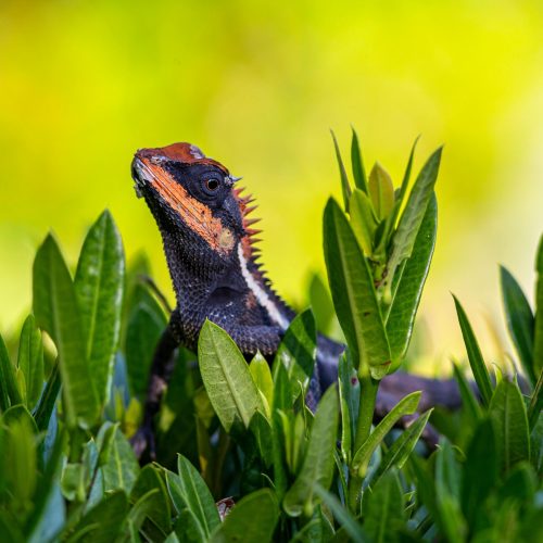 Can Bearded Dragons Eat Mint?