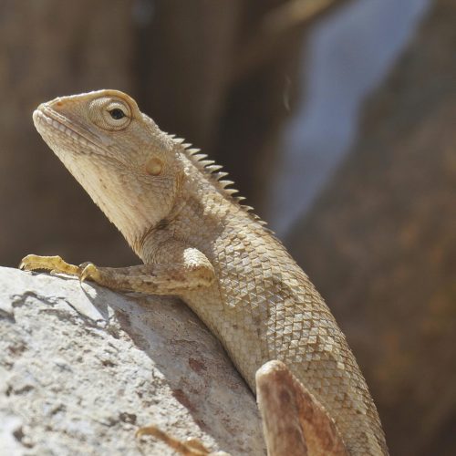 Are Bearded Dragons Solitary?