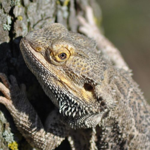 Do Bearded Dragons Drink Water Through Their Skin?