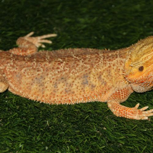 Can Bearded Dragons Eat Ants?